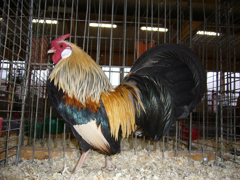 Kreisschau Coesfeld 2008 076.jpg - Bantam orangenhalsig von Christoph Gerding Preis sg 93 Z